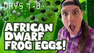 Surprise Eggs from African Dwarf Frogs! Part 1/5: Days 1-8