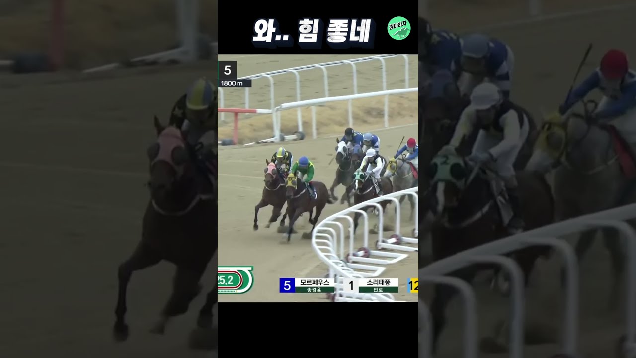 힘이 넘쳐나는 연승률 100% 경주마! #shorts