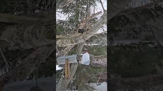 Clever big black Squirrel eating sunflower seeds from milk jug feeder.