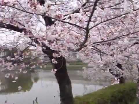 Japan Sakura Osaka City Abeno-ku Momogaike Perk 阿倍野区