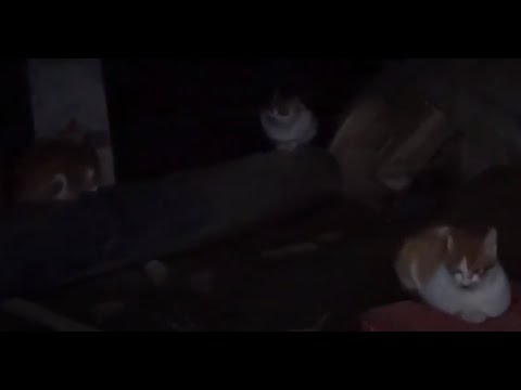 아파트 반지하실 속에 사는 귀여운 고양이들.....<strong>Cute</strong> cats <strong>living</strong> in the basement of an apartment building........ KOREA
