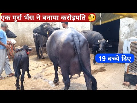 हरियाणा Murrah Buffalo की खान।। एक भैंस ने बनाया करोड़पति 🤔।।@FarmingGuruji