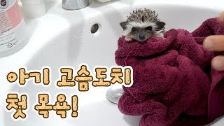 Really cute! Baby hedgehog taking his first bath! : Uncontrollable pooping