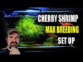 How to setup a cherry shrimp tank for max breeding 2024