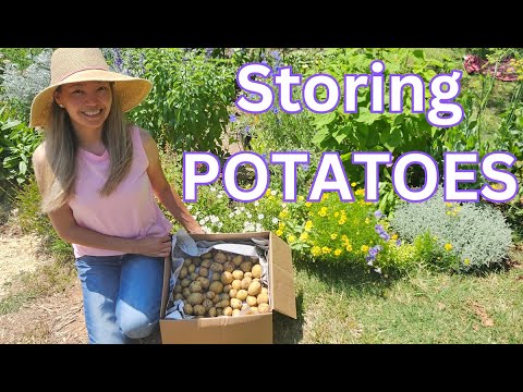 How to store POTATOES (without a root cellar)