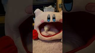 Kirby Ate Nugget