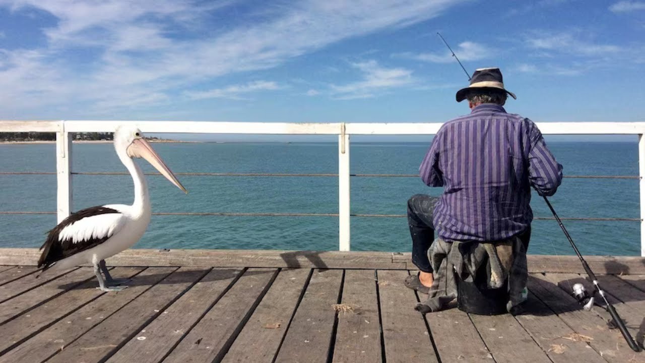 What to do if you hook a bird while fishing