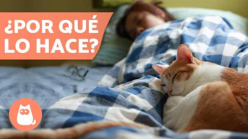 ¿Por qué los gatos duermen a tus pies en la cama?