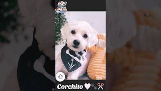 Hermoso pequeño 🐾🤍✂️ #peluqueríacanina #superpet #puppy #mascotas