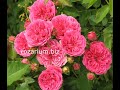 обрезка  роз высаженных год назад, питомник роз полины козловой, rozarium.biz, pruning Park roses