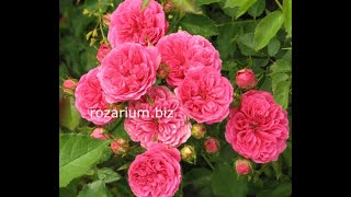 обрезка  роз высаженных год назад, питомник роз полины козловой, rozarium.biz, pruning Park roses