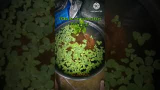 platy fish pond setup #shorts #fish #ponds
