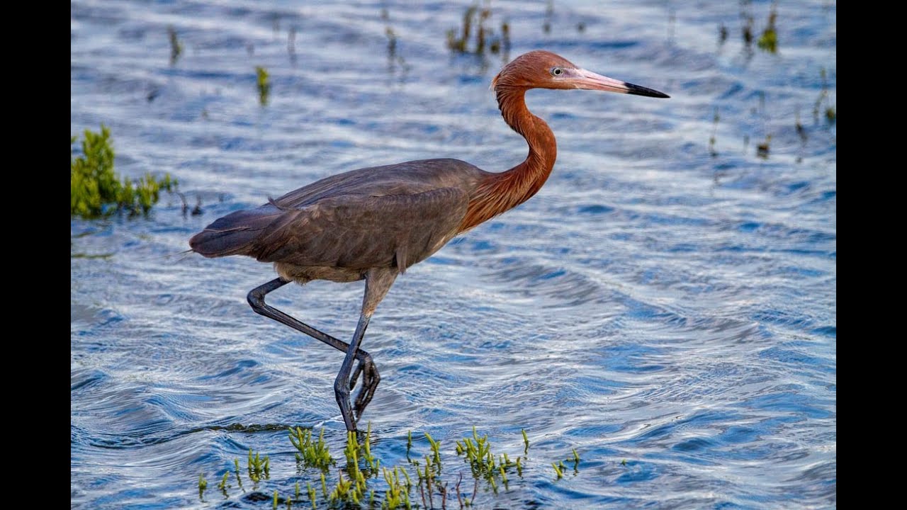 How to Paint Water On A Beach Mural JoeouTube · muraljoe26May2014