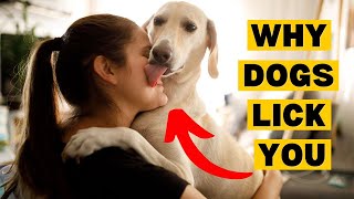 10 Reasons Dogs Actually LICK by Planet of Predators 138,231 views 2 months ago 2 minutes, 54 seconds