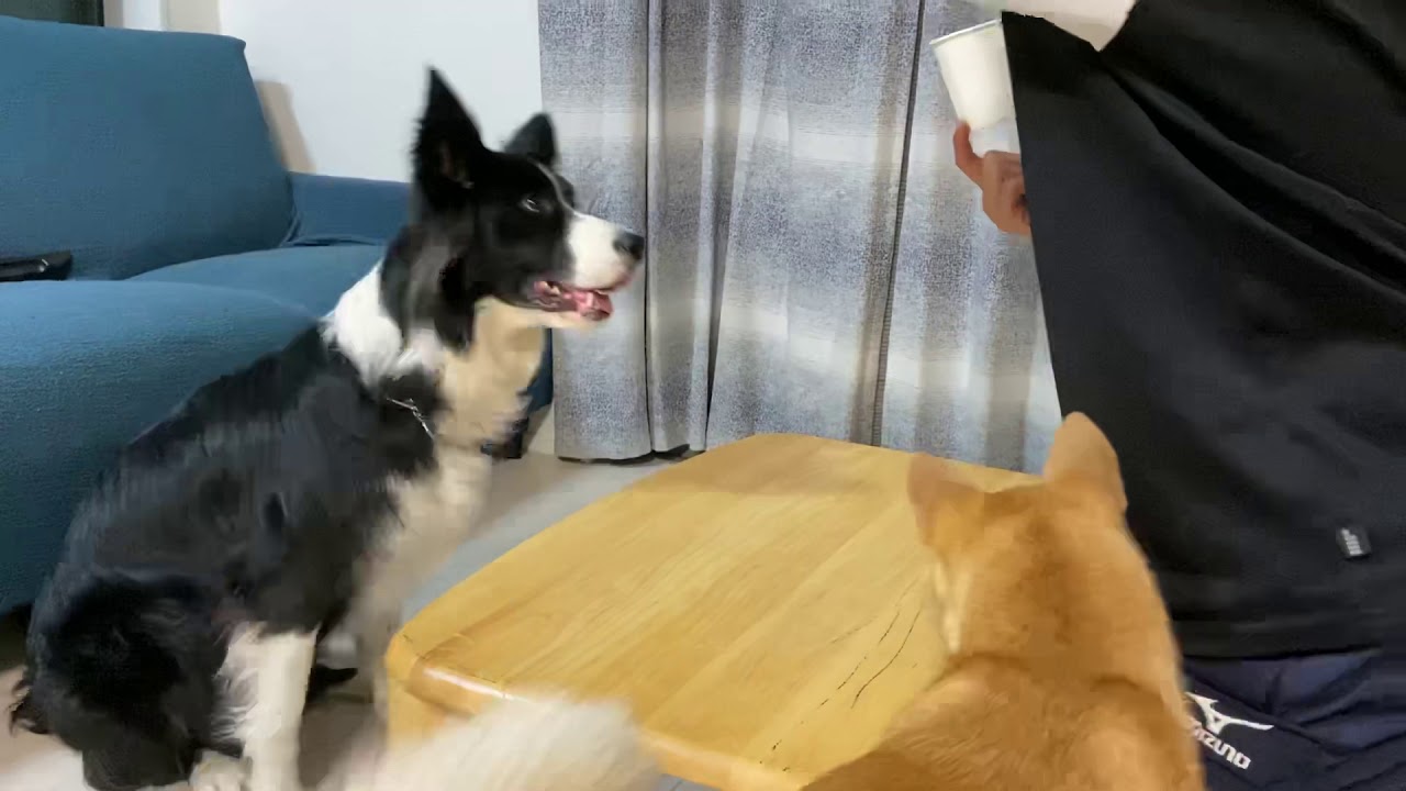 Pr エクササ犬 エクササイヌ って知ってる 飼い主さんの間でひそかにブームな かんたん おうち遊び術 いぬのきもちweb Magazine