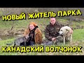 СПАСЁННАЯ ВОЛЧИЦА -новый житель парка! Уникальное видео -волк без поводка. ПАРК ЗЕМЛЯ ПРАЙДА МОСКВА