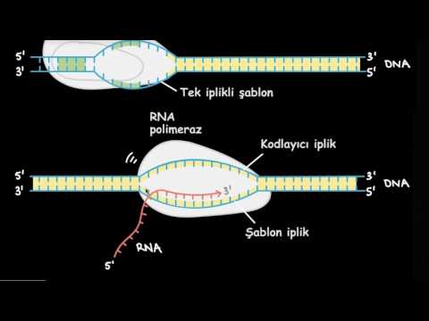 Transkripsiyon ve mRNA’nın İşlenmesi