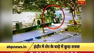 Indore: Know what happened When man jumped in front of 5 Lions