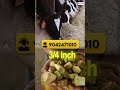 🌾"ஆடு &amp; மாடு தீவனம் வெட்ட ஒரே சூப்பர் solution 🐄🐐"MASTER 530  #shorts  #trending  #chaffcutter