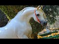 الحصان العربي المصري الأصيل | الأسطورة تجويد طاووس الزهراء | من أجمل الخيول العربية المصرية الأصيلة