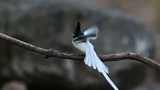 Beautiful Birds (No Music) 4K Nature Relaxation™™ - WashingtonState.#longvideo #nature