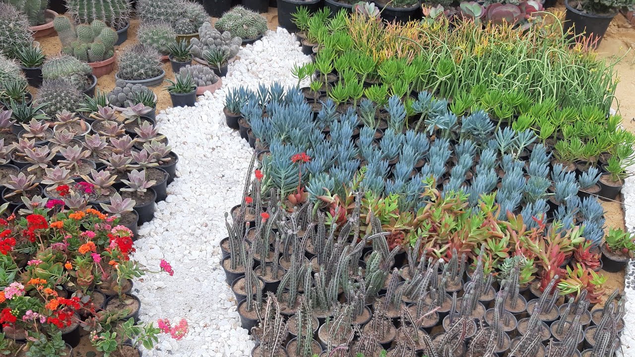 من داخل المشتل|13| الصباريات الفرق بين الشوكيات والعصاريات|المستشار ثروت بدوي