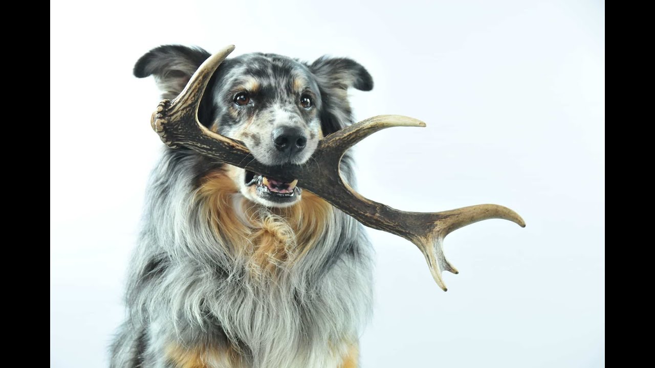 Jouet pour chien indestructible : Pourquoi le bois de cerf est le