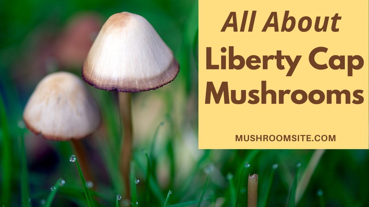 Magic Mushrooms -- All About the Liberty Cap (Psilocybe Semilanceata) -  YouTube