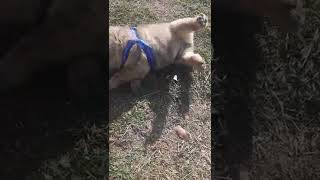 SHAR PEI Y BOXER