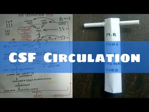 Flow Chart Of Csf Circulation