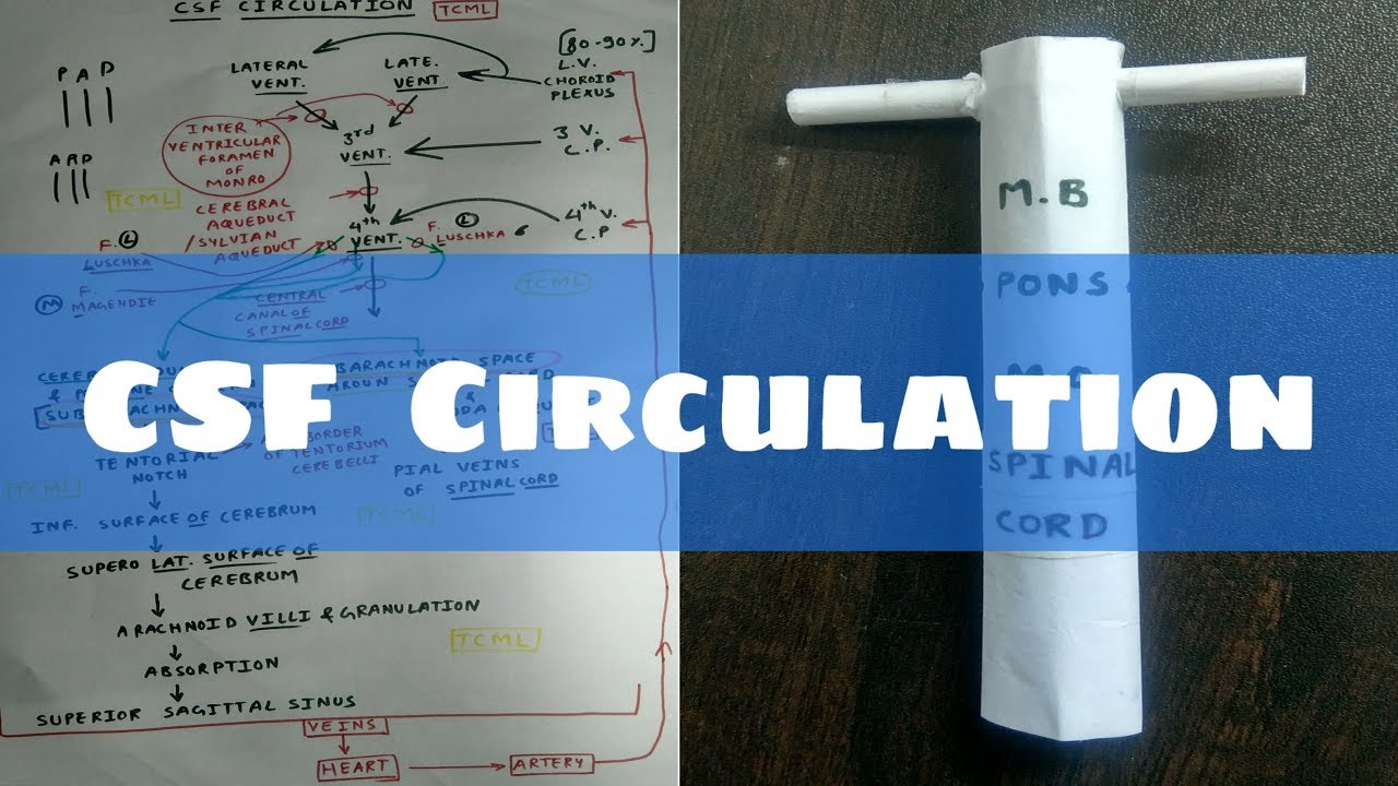 CSF Circulation | Part 1 | Flow Chart | TCML - YouTube