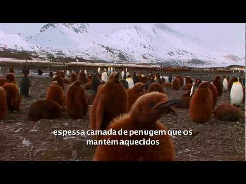 Vídeo: Colônia De Pinguins-rei Perde 90% De Sua População