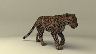 Leopard walkcycle (3D animation)