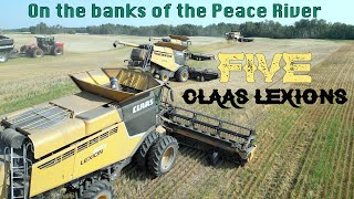 Drone Montage of Lavoie AG Wheat Harvest | Banks of the Peace River