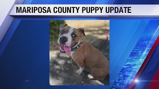 Abused Mariposa County dogs ready for adoption