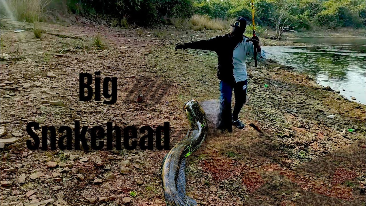 BIG SNAKEHEAD,AISE KARTE HAI BADI MARAL KA SHIKAR 💪💪