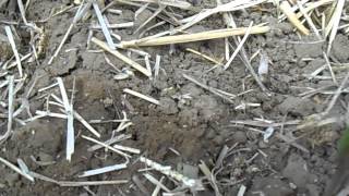 Why mulch is valuable by Bushkata Bu 1,435 views 9 years ago 27 seconds