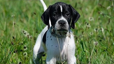 Pointer Pointer | An amazing website you have ever seen.... | Interesting website Part 2