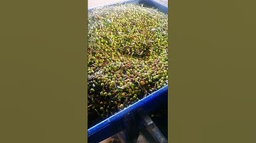 سورة التين مكتوبة  ماهر المعيقلي - Surat At Tin Maher El Muaykili