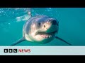 South africas shark spotters back in action as great whites return  bbc news