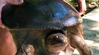 We STOP for Turtles.  Releasing a Big Turtle at a Near by lake #Shorts by Over Yonderlust 156 views 3 years ago 58 seconds