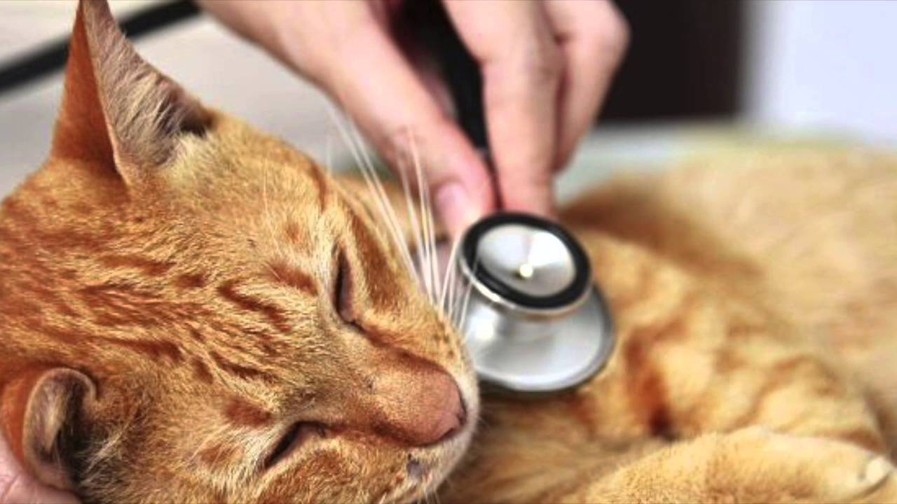 Las 10 Enfermedades Más Comunes En Los Gatos (2ª Parte