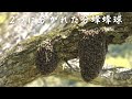 あの群が再び分蜂...2つに分かれた蜂球を合流させて捕獲