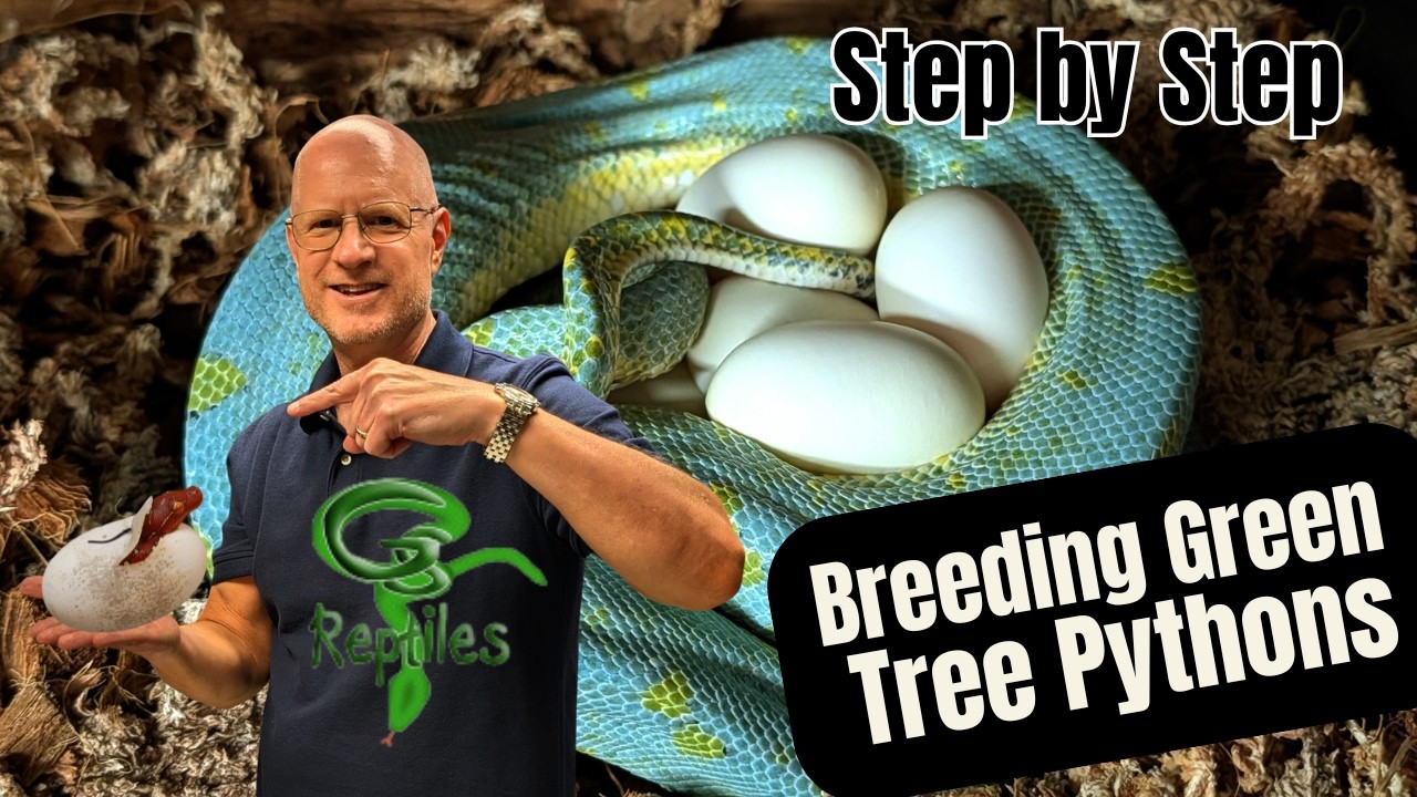 Green Tree Python Breeding Process