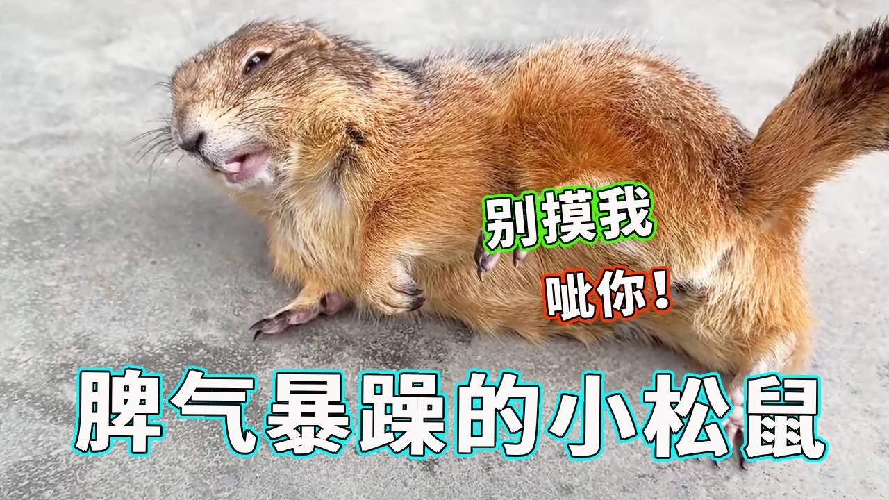 凶巴巴的小松鼠，一摸他就呲牙，究竟发生了什么有这么大变化？！【天下一场梦】