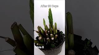 Zz Plant Propagation in Water and Soil #shorts #youtubeshorts