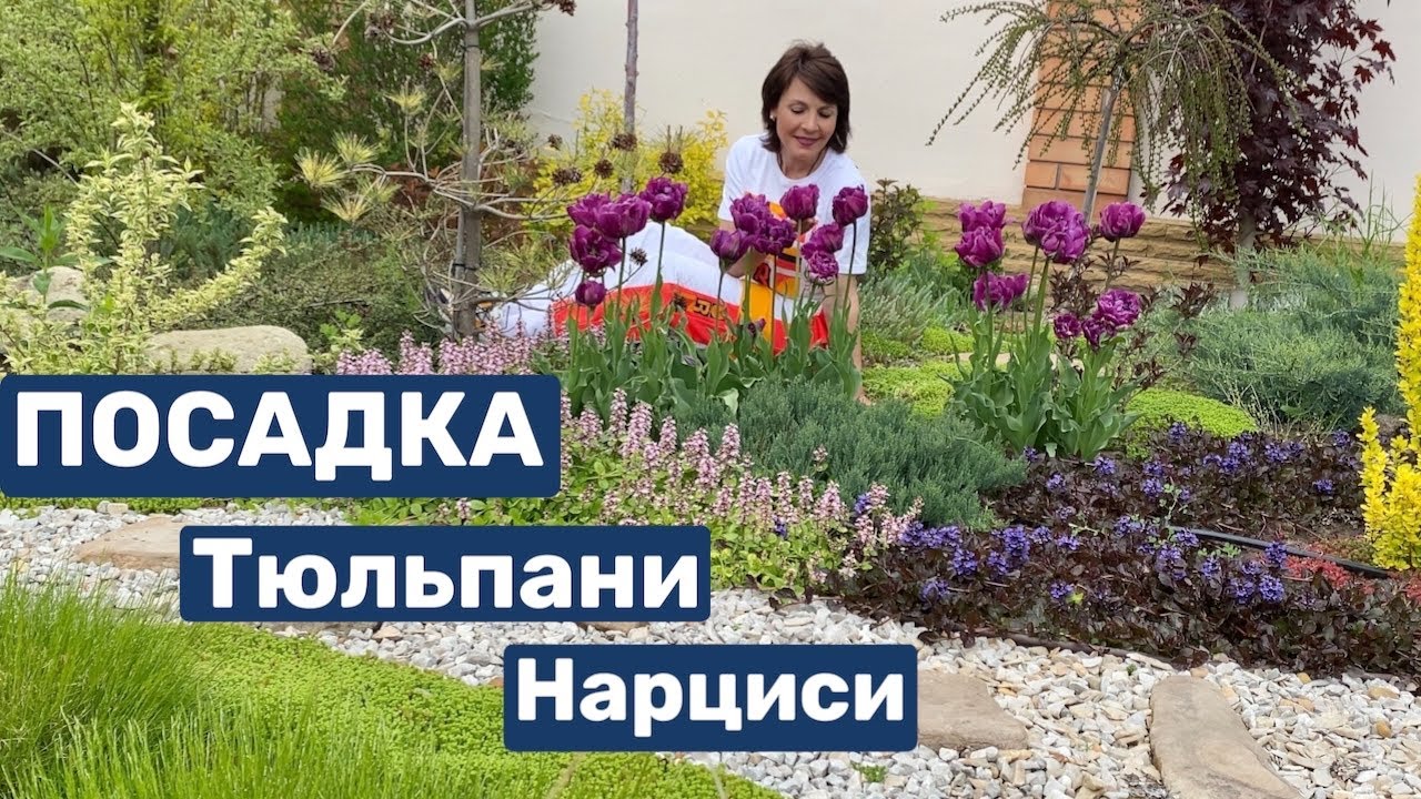 Чи є сенс висаджувати ТЮЛЬПАНИ та НАРЦИСИ в контейнери? Підготовка цибулин до посадки