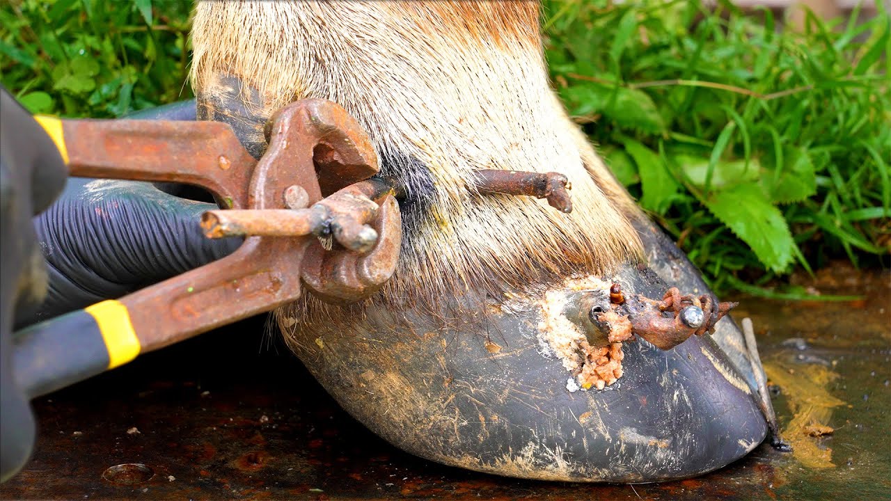 Cut ,Trim and Cleaning | Screw with Nails WAS STUCK IN cow's hoof | 240105