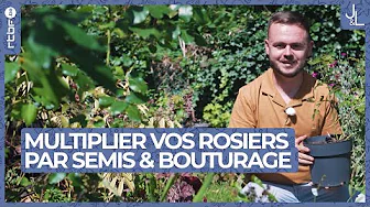 Rosiers : comment les multiplier par semis ou par bouturage | Jardins et Loisirs thumbnail