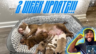 2 Week Micro Bully Puppy Update!
